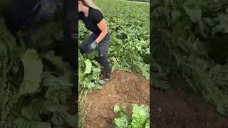 UNE AGRICULTRICE NOUS PARTAGE SON METIER EN VIDEO  agricultrice machinesagricoles farming [upl. by Gaven]