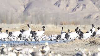 Upclose view of the rare wildlife blacknecked crane on the Roof of the World Tibet [upl. by Grubman]