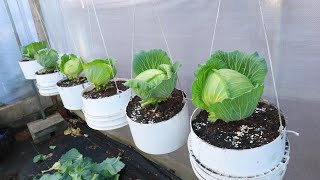 Amazing with hanging cabbage growing method  Growing cabbage from seeds [upl. by Sibyls]