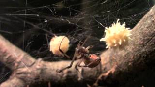 Brown Widow Latrodectus geometricus Tending To Egg Sac [upl. by Morna898]