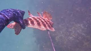 Freedive Spearfishing Cuttlefish Looping Crays Australian Inshore Reefs [upl. by Amir]