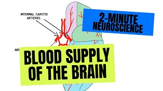 2Minute Neuroscience Blood Supply of the Brain [upl. by Anemolif]