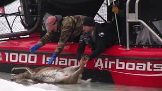 DEER STUCK IN ICE SAVED BY WISCONSIN DNR WARDENS USING AN AIRBOAT [upl. by Halyhs]