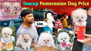 Teacup Pomeranian dog price in India  Pomeranian puppies price  cute puppy price  cute Pomeranian [upl. by Sheline199]