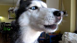 Mishka says quotHappyquot  Siberian Husky Dog Talking [upl. by Ydasahc120]