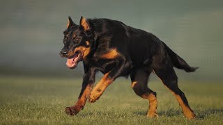 THE BEAUCERON DOG  FIERCE WILDLIFE PROTECTION DOG [upl. by Burrus864]