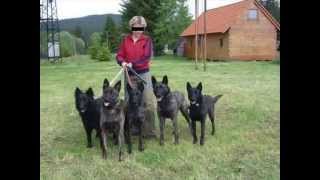 Hollandse Herder Holländischer Schäferhund [upl. by Arrakat]