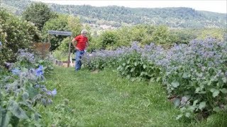 Le Potager du Paresseux  la situation au 15 juin 2018 [upl. by Tehc578]