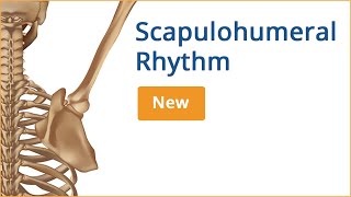 Scapulohumeral Rhythm  Youtube  Chiropractic Online CE™ [upl. by Zacharie996]