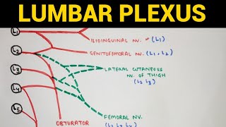 Lumbar Plexus  Lower Limb Anatomy [upl. by Nivi841]