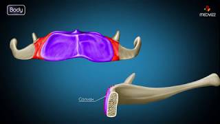 Hyoid bone osteology  Gross anatomy  Attachments  Movements  Clinical significance  USMLE [upl. by Negam]