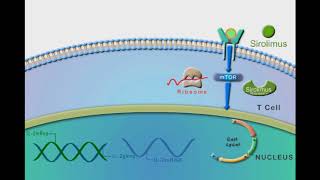 General Immunosuppressants animation video [upl. by Rosina927]