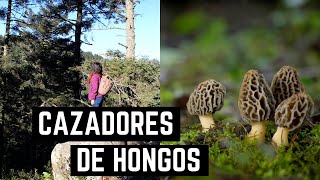 Cazadores de hongos Morchella 🍄 Un enfoque taxonómico cultural y ecológico [upl. by Eraste]