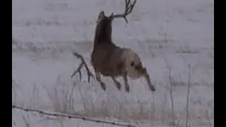 Mule deer buck with droptine shedding antlers on film a must see [upl. by Voleta]