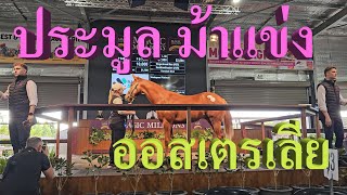 Magic Millions ประมูลม้าแข่ง ออสเตรเลีย [upl. by Yemac]