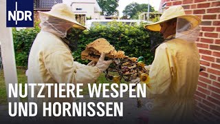 Wespen und Hornissen Keine Panik  Die Nordreportage  NDR Doku [upl. by Annahsit]