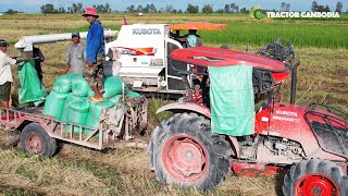 Kubota Combine Harvester DC 105 Working Skills amp Tractor Harvested Rice At Paddy Rice Field [upl. by Yesnnyl]