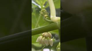 Beautiful chayote do you eat chayote aka Cho Cho gardening chayotesquash [upl. by Peirsen]