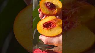 Nectarine smoothie asmr aesthetic [upl. by Symon]