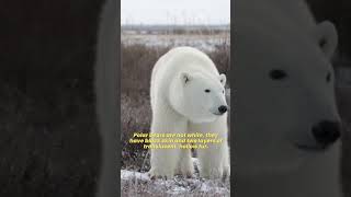 What Color are Polar Bears 🐻‍❄ Polar Bear Fur Coat ❄ Polar Bear Skin Colour [upl. by Amethyst]