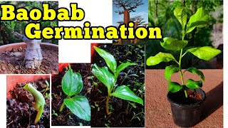 Baobab seed germination trick Adansonia digitata गोरखचिंच gardening video no 5 [upl. by Ahron]