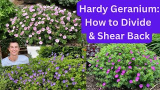 HARDY GERANIUM How to Divide amp Shear Back for more Flowers [upl. by Marela]