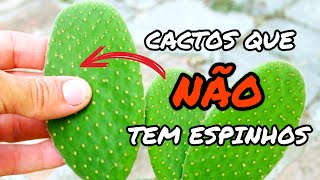 10 ESPÉCIES DE CACTOS QUE NÃO TEM ESPINHOS E VOCÊ NÃO SABIA [upl. by Vasileior]