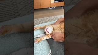 How to stretch your cat [upl. by Edras81]