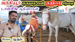 அந்தியூர் குருநாத சாமி கோவில் குதிரை திருவிழா  ₹5000 முதல் குதிரை விற்பனை குருநாதசாமி குதிரை [upl. by Idieh]