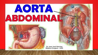 🥇 Anatomía de La AORTA ABDOMINAL Fácil Explicación [upl. by Maire461]