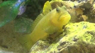 Yellow Watchman Goby amp Pistol Shrimp [upl. by Danny261]