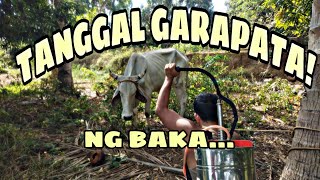 Mga paraan para mapuksa ang mga garapata sa bahay [upl. by Annawaj504]