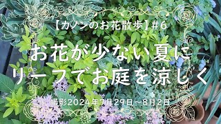 ＃6 真夏のお庭では東南アジア育ちのお花やオージーツリーが元気です。昨年植えた時は膝丈位のドドナエア、スモークツリー、メラウレカが2m超えに成長しています。この時期はリーフ類で涼しさを感じています [upl. by Eeleimaj]