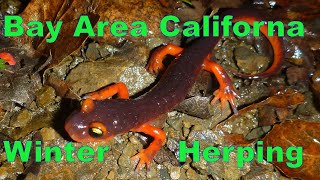 Herping California in winter time Found a rare salamander and many other cool species East Bay [upl. by Sihun]