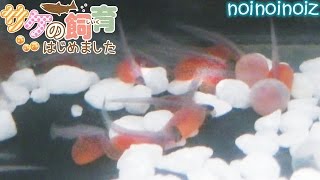 サケ飼育 ９～１３日目 孵化ラッシュ！ Breed The Fry Of Salmon Day913 [upl. by Ocirderf]