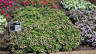 Surfinia Heavenly petunias shine at Metrolina Greenhouses [upl. by Risser]