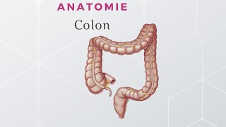 Anatomie du Colon [upl. by Arihppas165]