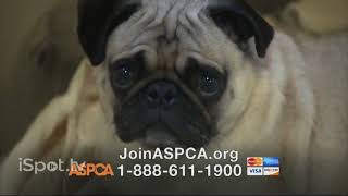 ASPCA commercial 2009 with out a voice [upl. by Powder]