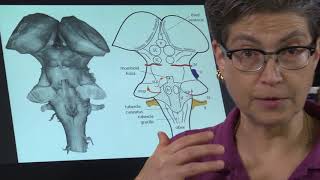 Mouse Brain Dissection I Mice Dissection Video I Brain Anatomy [upl. by Shorter]