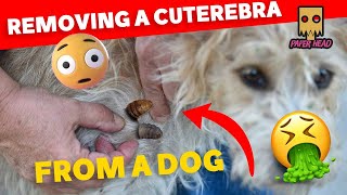 Remove Botfly from Dog [upl. by Burkhard]