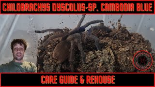 Chilobrachys dyscolus sp Cambodia Blue care guide and rehouse [upl. by Repotsirhc]