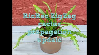 ZigZagRicRac cactus propagation update and repot [upl. by Ennovehs]