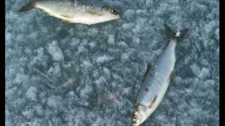 Fishing through Lake Ice for Tullibee fish [upl. by Aikemahs979]