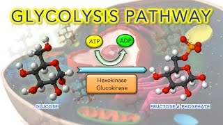 Steps of Glycolysis Reactions Explained  Animation  SUPER EASY [upl. by Giff]