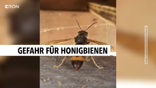 Die asiatische Hornisse auf dem Vormarsch  RON TV [upl. by Anemolihp856]