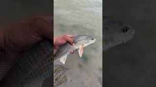 ARROYO CITY FISHING shortfishing fishing fish short outdoors fish redfish arroyocity [upl. by Yllod]