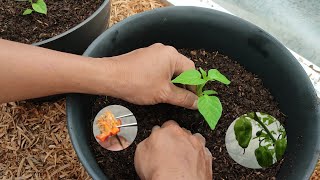 How to Grow Habanero Peppers [upl. by Ailahs591]