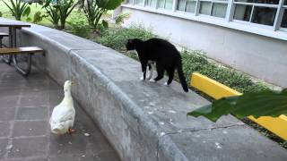 Amistad sin límites Pato y gato del Tec Campus Monterrey [upl. by Adnuhsar]