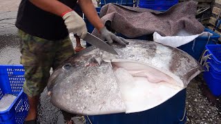 Giant Sunfish Cutting and Cooking  Taiwan Street Food [upl. by Terryn]