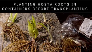 Planting Hosta Roots in Containers Before Transplanting [upl. by Jacquet970]